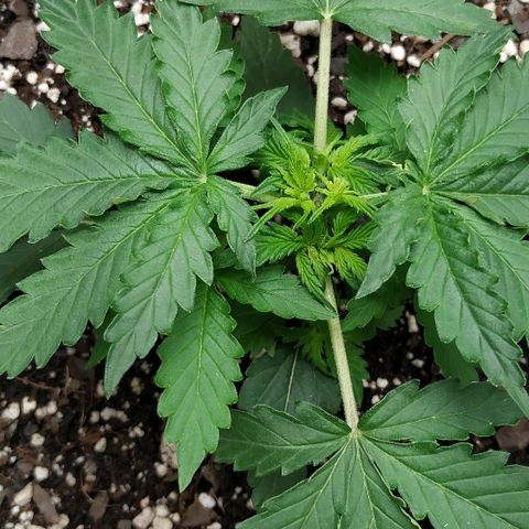 Pineapple Skunk growlog timeline photo