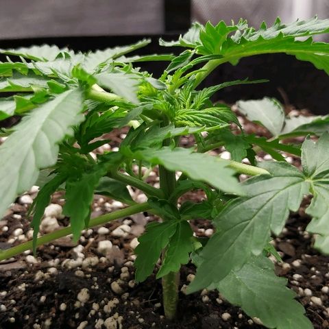Pineapple Skunk growlog timeline photo