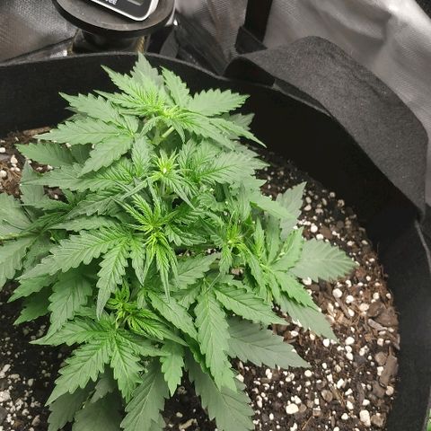 Pineapple Skunk growlog timeline photo