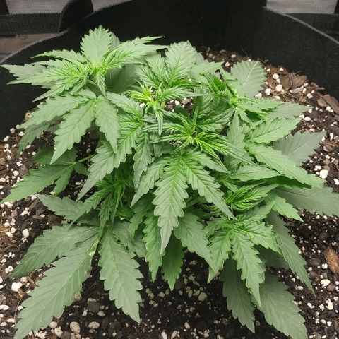 Pineapple Skunk growlog timeline photo