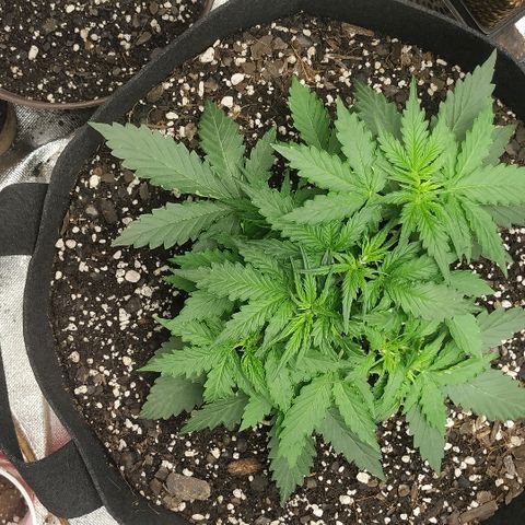 Pineapple Skunk growlog timeline photo