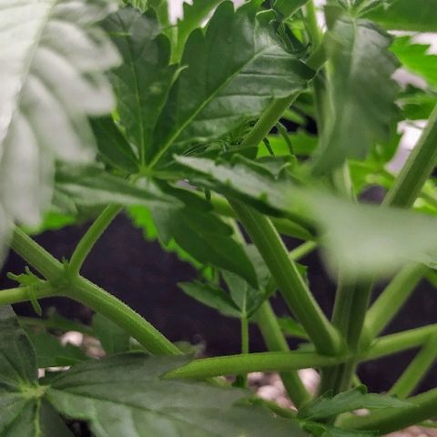 Pineapple Skunk growlog timeline photo