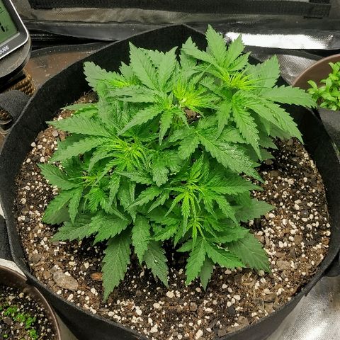 Pineapple Skunk growlog timeline photo