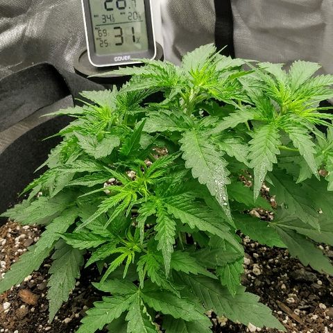 Pineapple Skunk growlog timeline photo