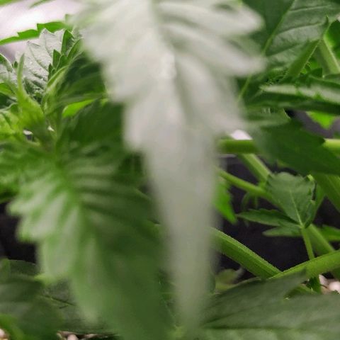 Pineapple Skunk growlog timeline photo