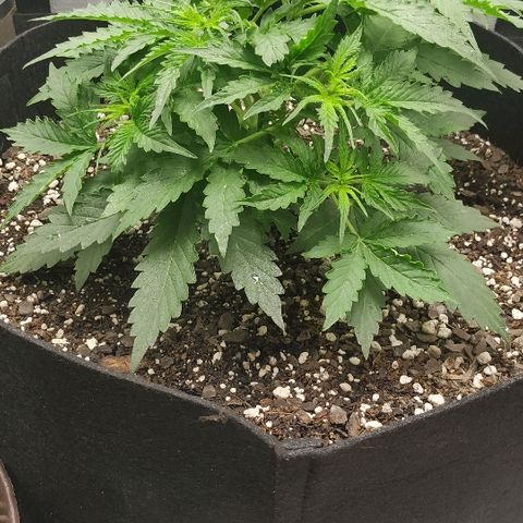 Pineapple Skunk growlog timeline photo