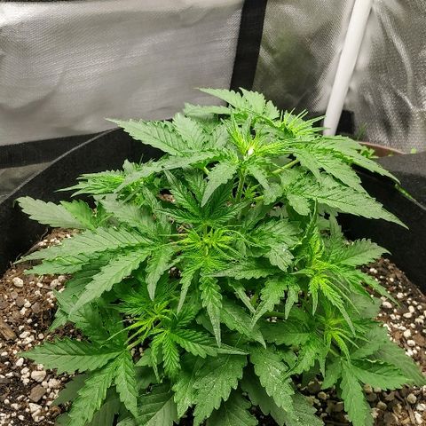 Pineapple Skunk growlog timeline photo