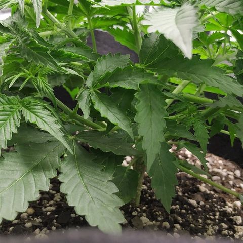 Pineapple Skunk growlog timeline photo