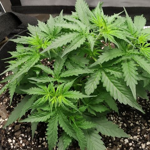 Pineapple Skunk growlog timeline photo