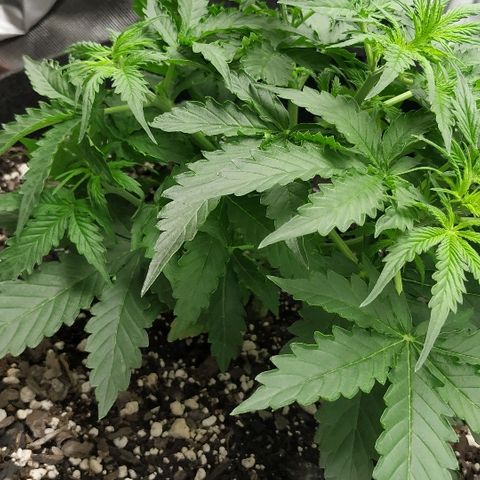 Pineapple Skunk growlog timeline photo