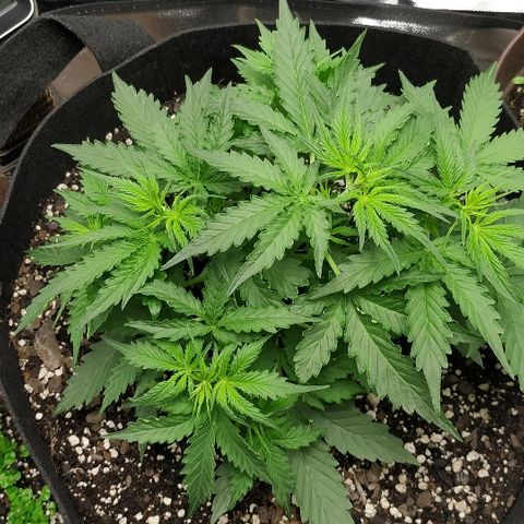 Pineapple Skunk growlog timeline photo