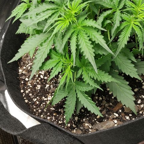 Pineapple Skunk growlog timeline photo