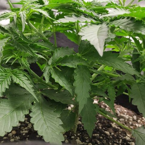 Pineapple Skunk growlog timeline photo