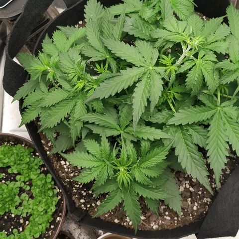 Pineapple Skunk growlog timeline photo