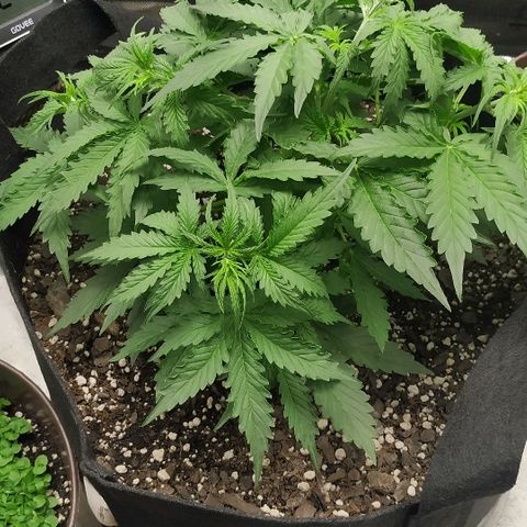 Pineapple Skunk growlog timeline photo