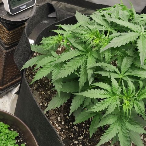 Pineapple Skunk growlog timeline photo