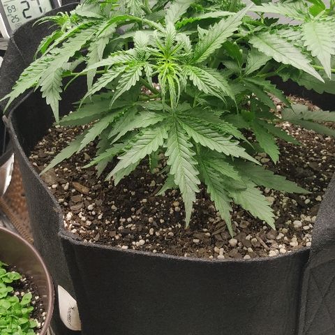 Pineapple Skunk growlog timeline photo