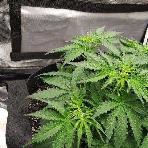 Pineapple Skunk growlog timeline photo