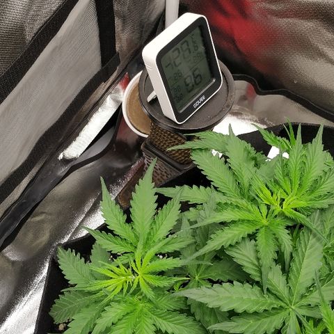 Pineapple Skunk growlog timeline photo