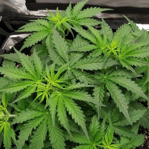 Pineapple Skunk growlog timeline photo