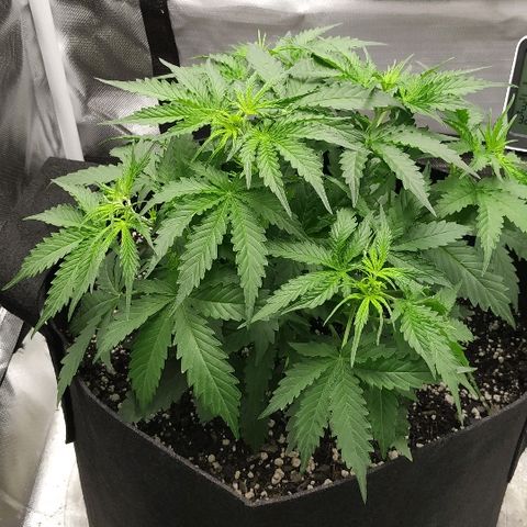 Pineapple Skunk growlog timeline photo