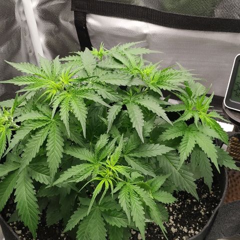 Pineapple Skunk growlog timeline photo