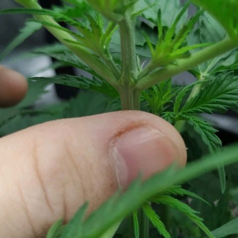 Pineapple Skunk growlog timeline photo
