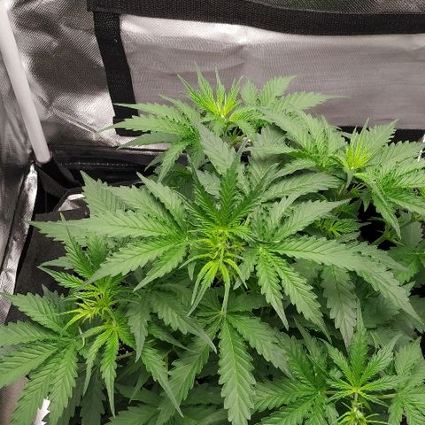 Pineapple Skunk growlog timeline photo