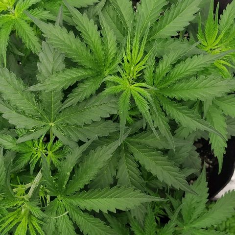 Pineapple Skunk growlog timeline photo