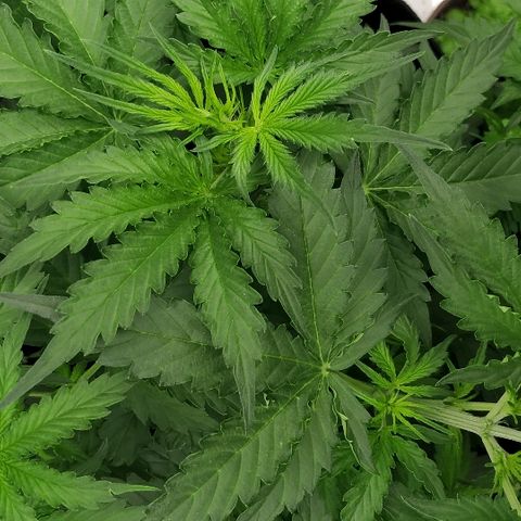Pineapple Skunk growlog timeline photo