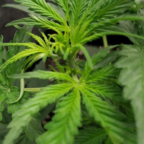 Pineapple Skunk growlog timeline photo
