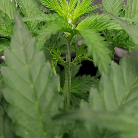Pineapple Skunk growlog timeline photo