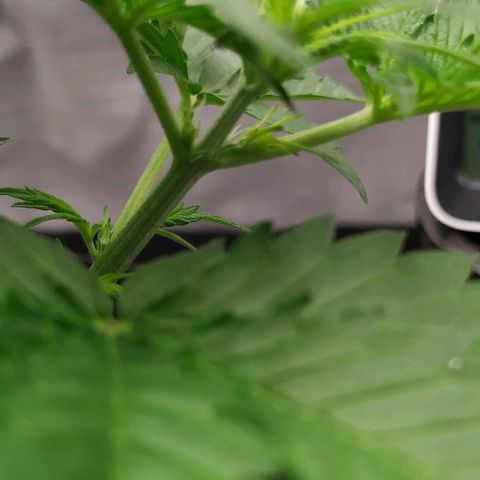 Pineapple Skunk growlog timeline photo