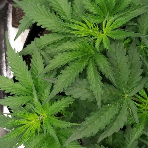Pineapple Skunk growlog timeline photo