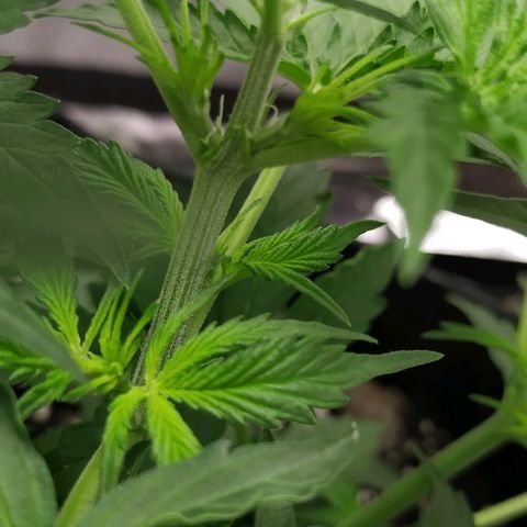 Pineapple Skunk growlog timeline photo