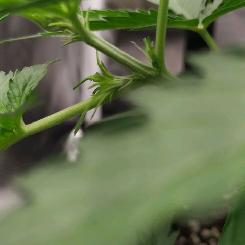 Pineapple Skunk growlog timeline photo