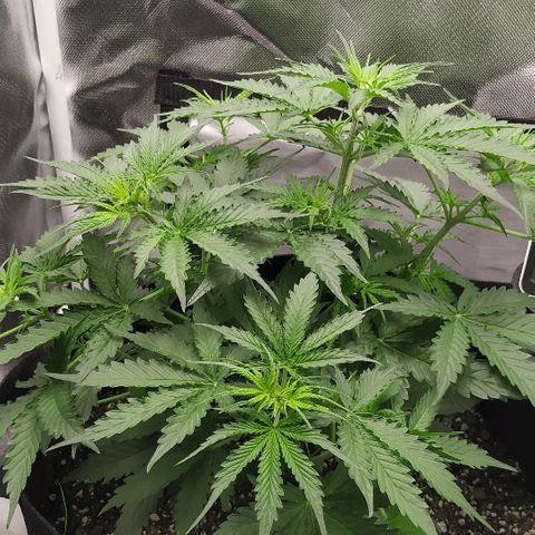 Pineapple Skunk growlog timeline photo