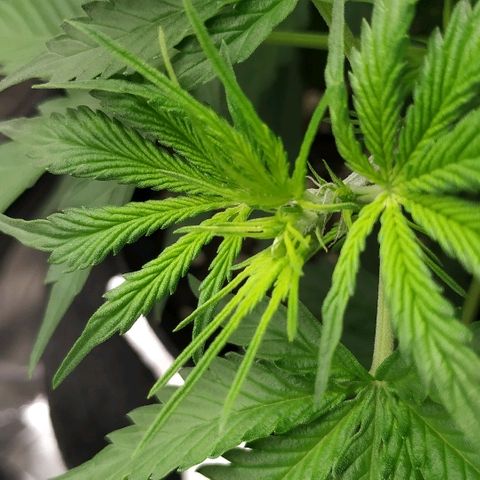 Pineapple Skunk growlog timeline photo