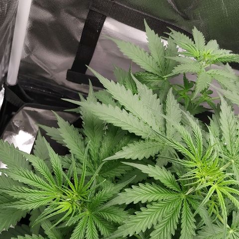 Pineapple Skunk growlog timeline photo