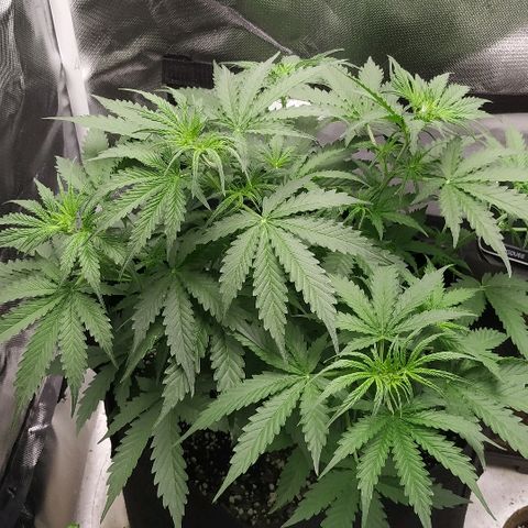 Pineapple Skunk growlog timeline photo