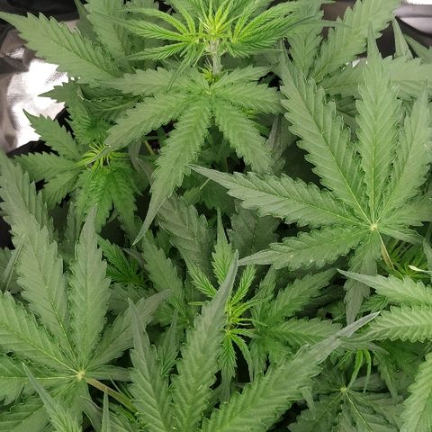 Pineapple Skunk growlog timeline photo