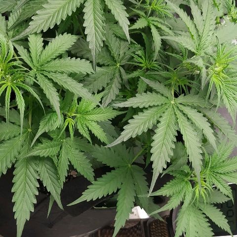 Pineapple Skunk growlog timeline photo