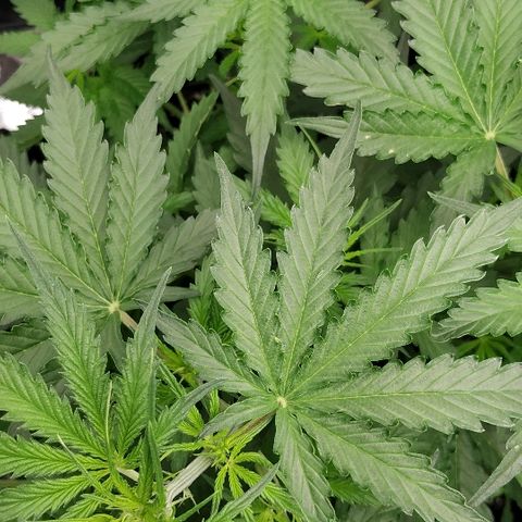 Pineapple Skunk growlog timeline photo