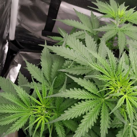 Pineapple Skunk growlog timeline photo