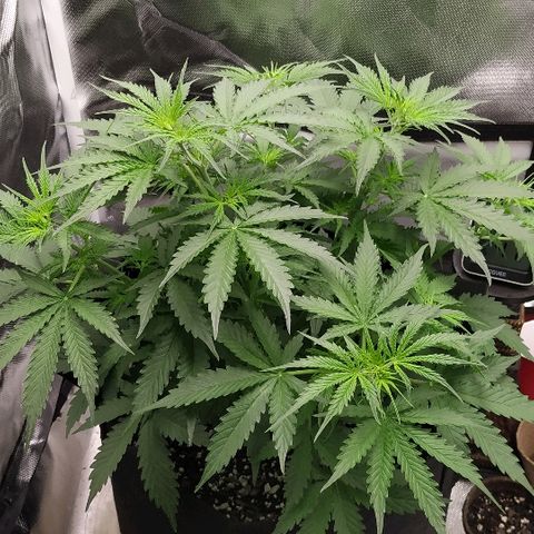 Pineapple Skunk growlog timeline photo
