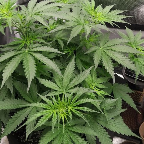 Pineapple Skunk growlog timeline photo