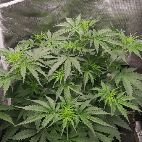 Pineapple Skunk growlog timeline photo