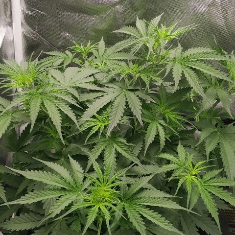 Pineapple Skunk growlog timeline photo