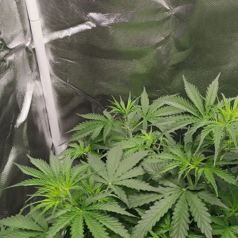 Pineapple Skunk growlog timeline photo