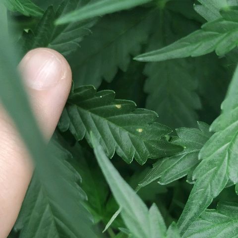 Pineapple Skunk growlog timeline photo